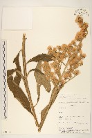 登錄號:S080763藏品圖，第1張