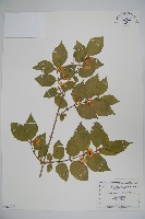 金銀忍冬藏品圖，第1張