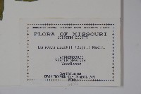 金銀忍冬藏品圖，第2張