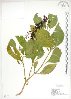 美洲商陸藏品圖，第1張