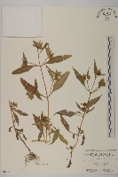 登錄號:S080781藏品圖，第1張