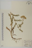 登錄號:S080782藏品圖，第1張