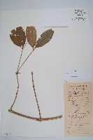 橄欖果鏈珠藤藏品圖，第1張