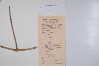 橄欖果鏈珠藤藏品圖，第2張