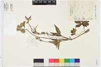 小花草玉梅藏品圖，第1張