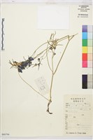 登錄號:S080794藏品圖，第1張