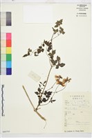 登錄號:S080795藏品圖，第1張