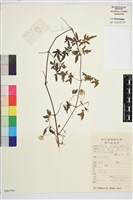 鐵線蓮藏品圖，第1張