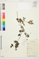 鈍萼鐵線蓮藏品圖，第1張