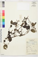 鈍萼鐵線蓮藏品圖，第1張