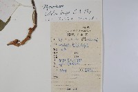 楸樹藏品圖，第2張