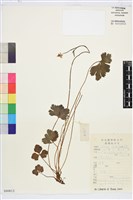 登錄號:S080813藏品圖，第1張