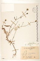 玉山毛蓮菜藏品圖，第1張