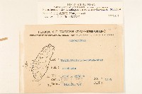 玉山毛蓮菜藏品圖，第2張