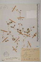 阿里山繁縷藏品圖，第1張