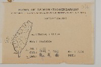 阿里山繁縷藏品圖，第2張