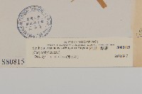 阿里山繁縷藏品圖，第3張