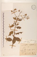 小舌菊、蔓綿菜藏品圖，第1張