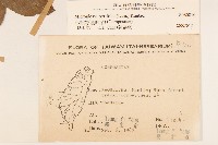 小舌菊、蔓綿菜藏品圖，第2張