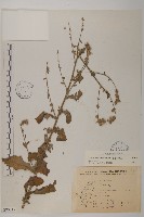 裂葉艾納香藏品圖，第1張