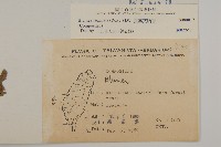裂葉艾納香藏品圖，第2張