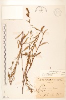 一枝黃花藏品圖，第1張