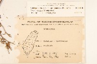 一枝黃花藏品圖，第2張