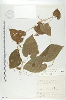 斑花青牛膽藏品圖，第1張