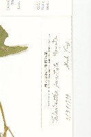 斑花青牛膽藏品圖，第2張