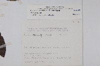 盾果草藏品圖，第2張