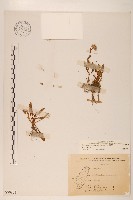 玉山飛蓬藏品圖，第1張