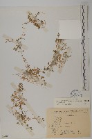 阿里山繁縷藏品圖，第1張