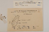 阿里山繁縷藏品圖，第2張