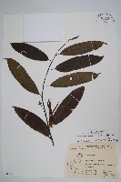 香水樹藏品圖，第1張