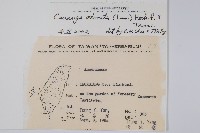 香水樹藏品圖，第2張