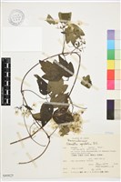 女萎藏品圖，第1張