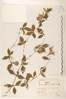 登錄號:S080827藏品圖，第1張