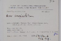 鵝耳櫪槭藏品圖，第2張