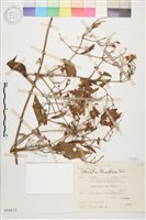 圓錐鐵線蓮藏品圖，第1張