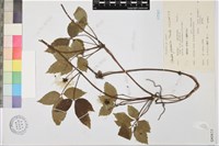 登錄號:S080833藏品圖，第1張