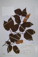 登錄號:S080834藏品圖，第1張