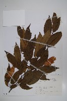 登錄號:S080835藏品圖，第1張