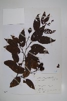 登錄號:S080838藏品圖，第1張