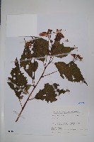 登錄號:S080840藏品圖，第1張