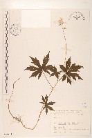 登錄號:S080843藏品圖，第1張