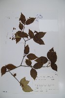 登錄號:S080844藏品圖，第1張