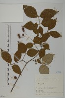 登錄號:S080855藏品圖，第1張