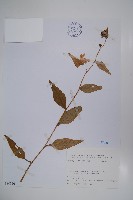 登錄號:S080856藏品圖，第1張