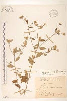 嶺南野菊藏品圖，第1張