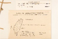 嶺南野菊藏品圖，第2張